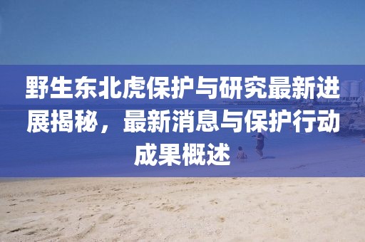 野生東北虎保護(hù)與研究最新進(jìn)展揭秘，最新消息與保護(hù)行動(dòng)成果概述