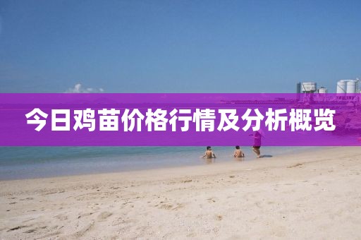 今日雞苗價格行情及分析概覽