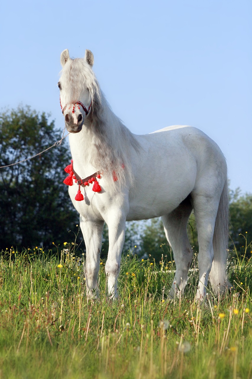 2024澳門特馬今晚開獎138期_G510.79的典雅風韻