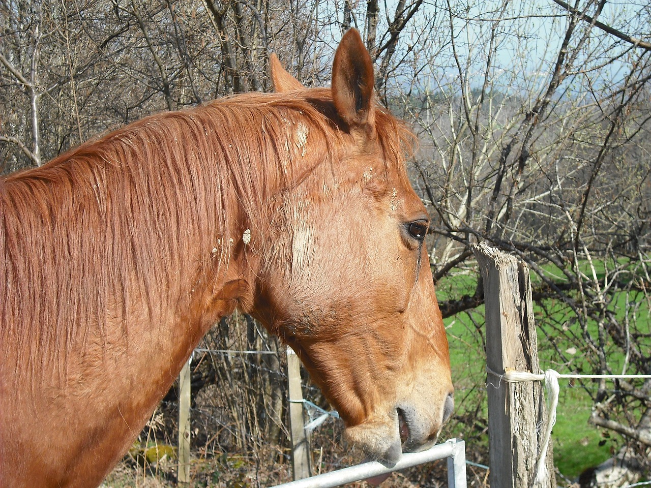 2024新澳門正版免費(fèi)掛牌燈牌：本期推薦鼠、羊、狗、馬
