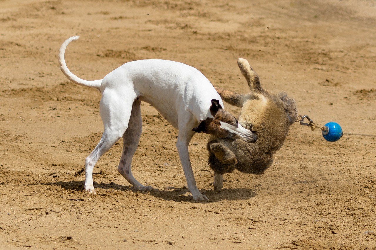 7777788888新版跑狗 圖：本期推薦虎、鼠、雞、馬