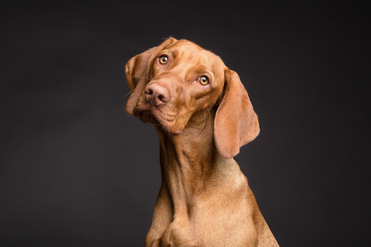 最新涼山獵犬自然狩獵視頻，展現(xiàn)獵犬的力量與魅力