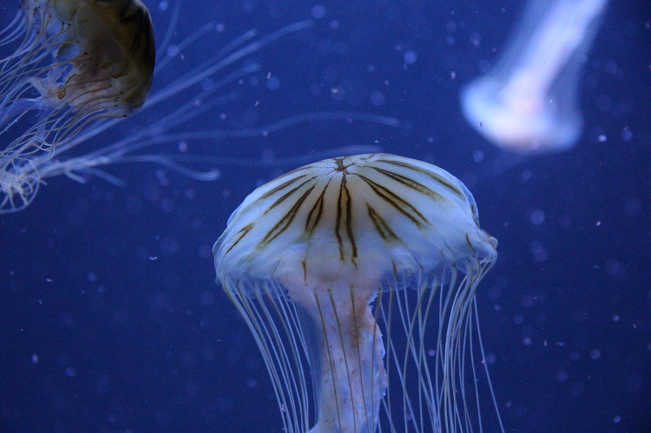 海洋生物動漫，奇幻之旅探索神秘海洋的奧秘