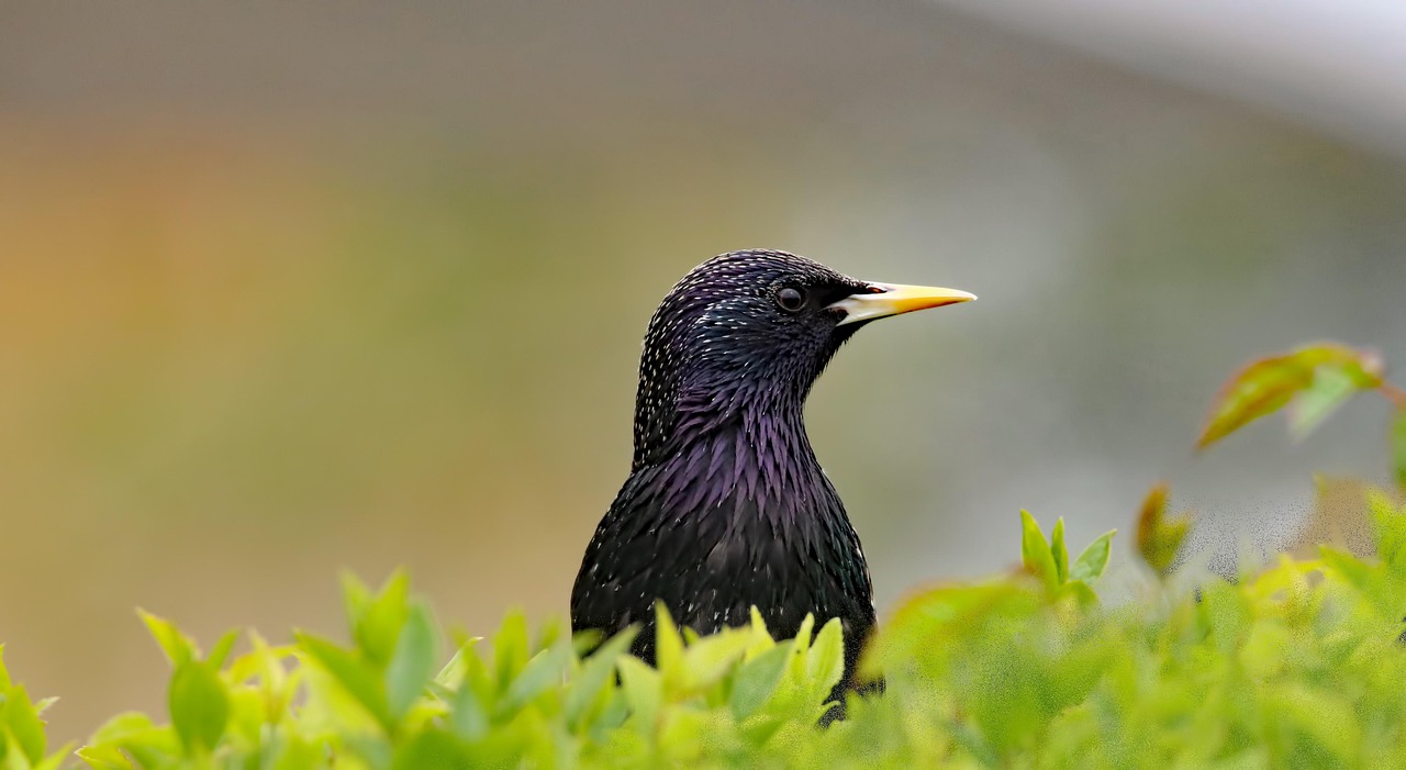最新鳥類奇觀，探索自然世界的絢爛多彩之美