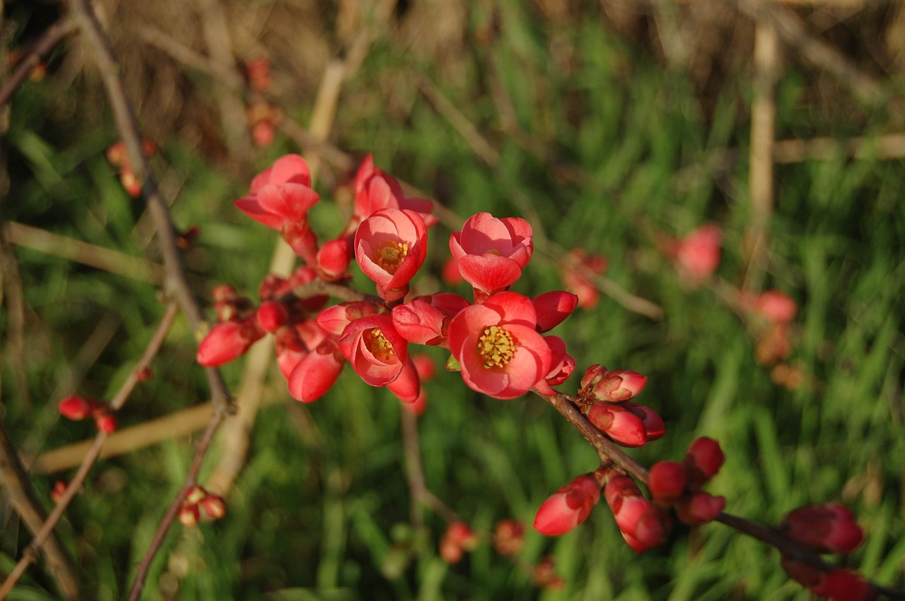 淞江國際花園最新價(jià)格動(dòng)態(tài)及解析