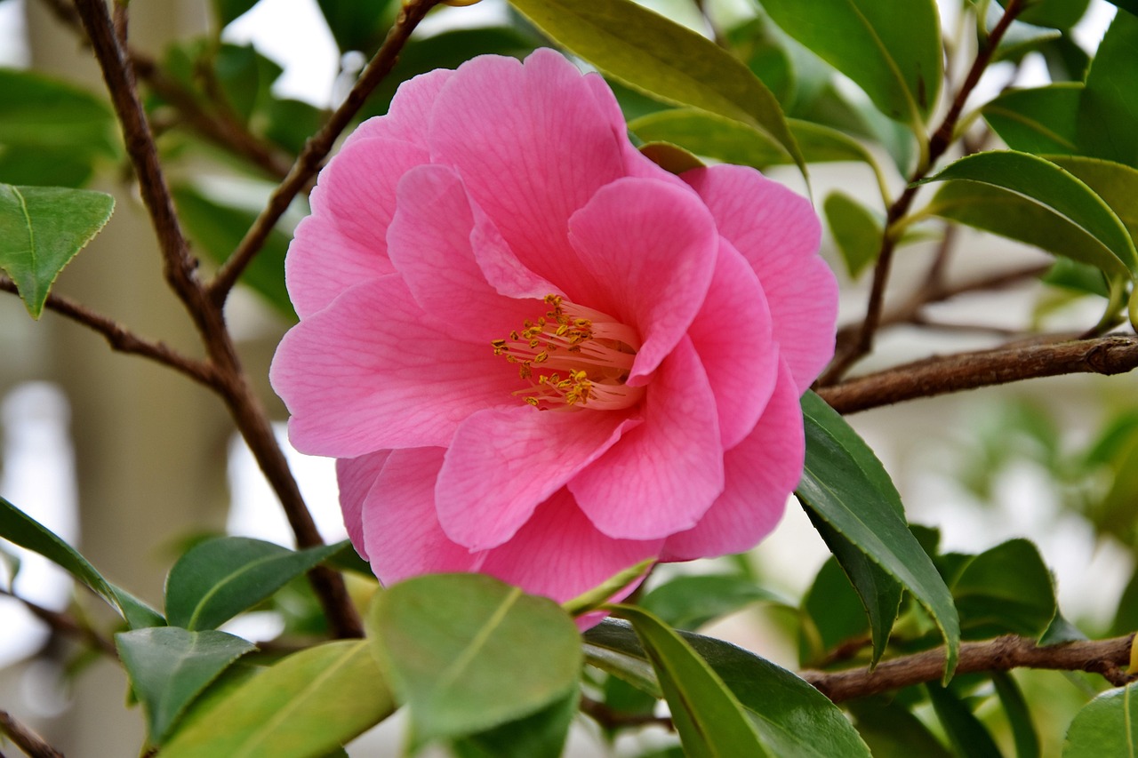 涉縣招標(biāo)網(wǎng)最新動態(tài)解析及動態(tài)更新報告