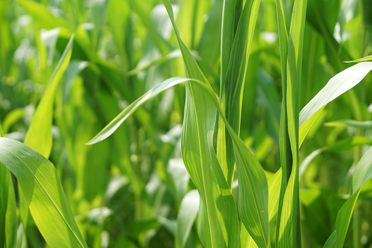 草銨膦價(jià)格行情走勢及分析