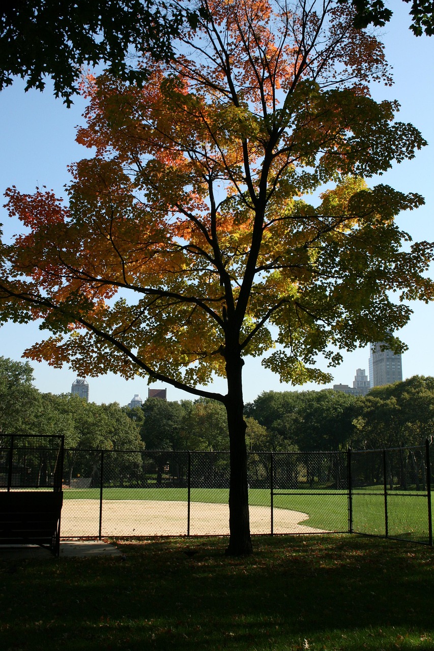 江夏中央公園最新動(dòng)態(tài)，城市綠肺開啟新篇章