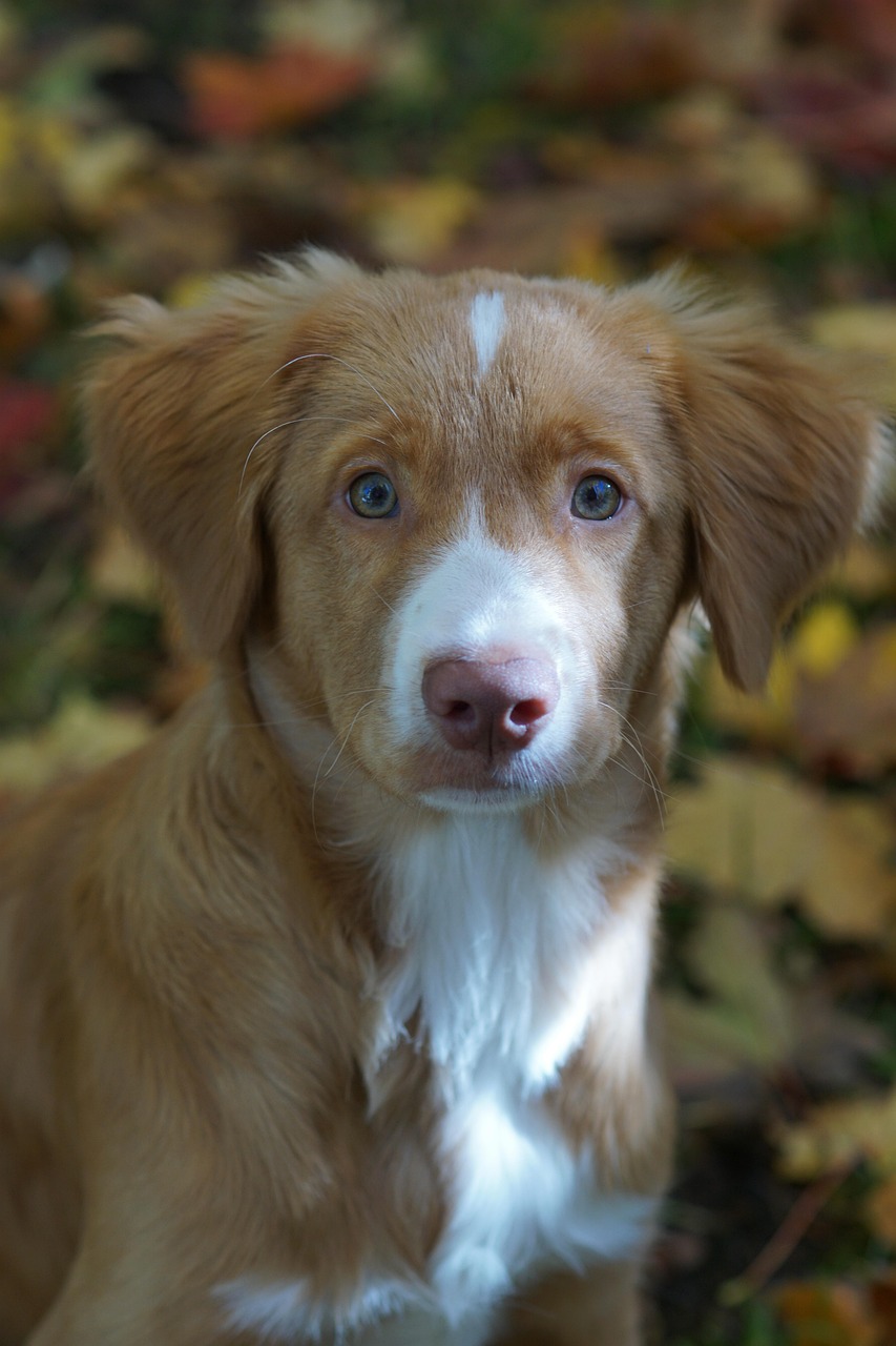 探索活力四溢的犬界新星——馬犬的新鮮趣事