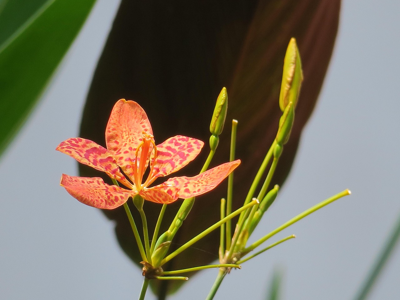 國際花藝比賽，綻放的藝術(shù)盛宴之美