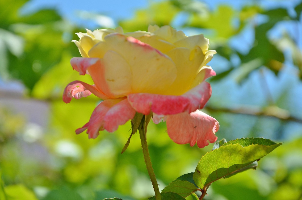 最新花校園，青春年華的綻放之地