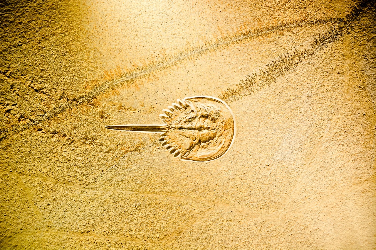 寧然新動(dòng)態(tài)，展現(xiàn)時(shí)代潮流引領(lǐng)全新面貌的風(fēng)采