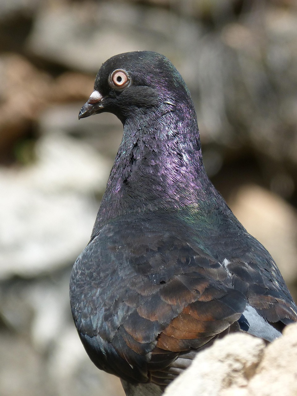 探索賽鴿世界的速度與激情，查鴿子比賽成績?nèi)ヂ? width=