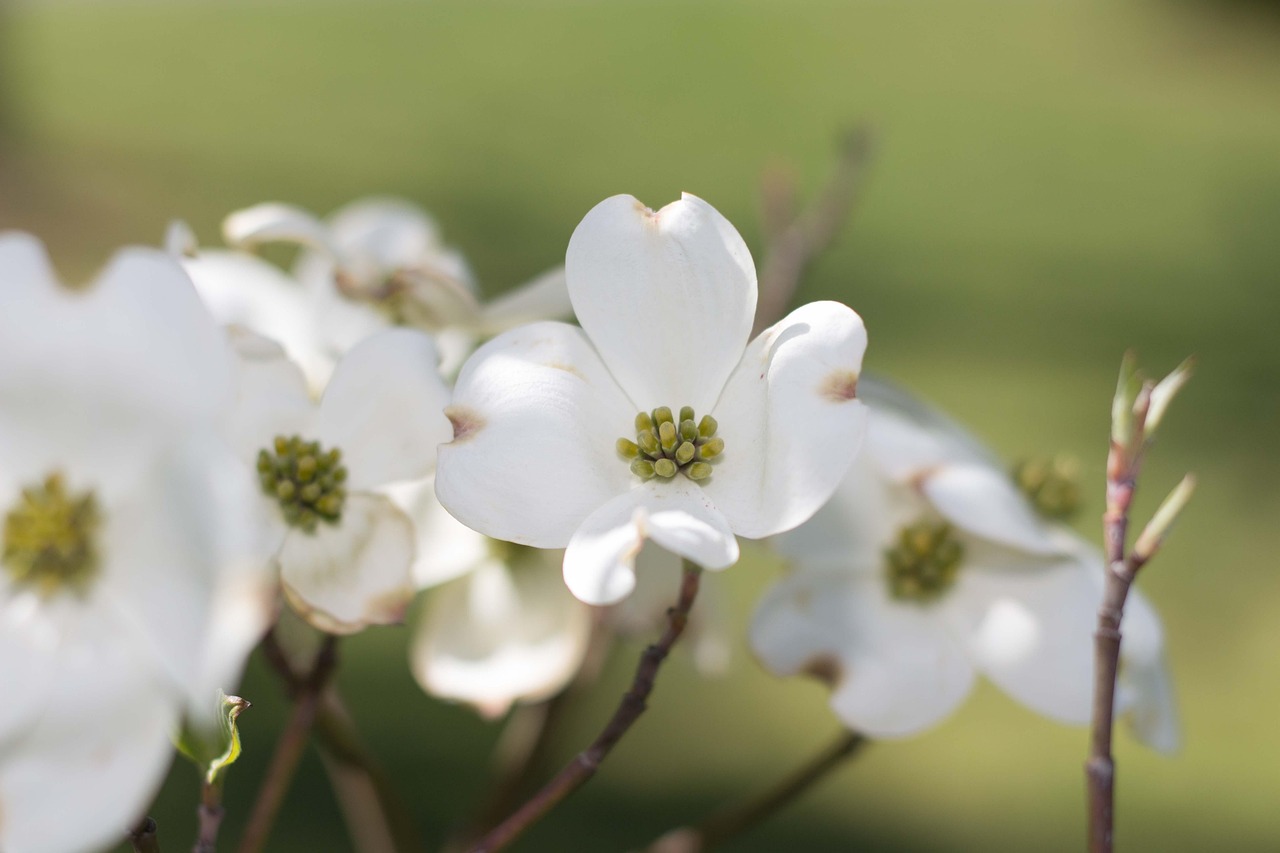 早安安圖集分享，迎接美好一天的最新美圖集
