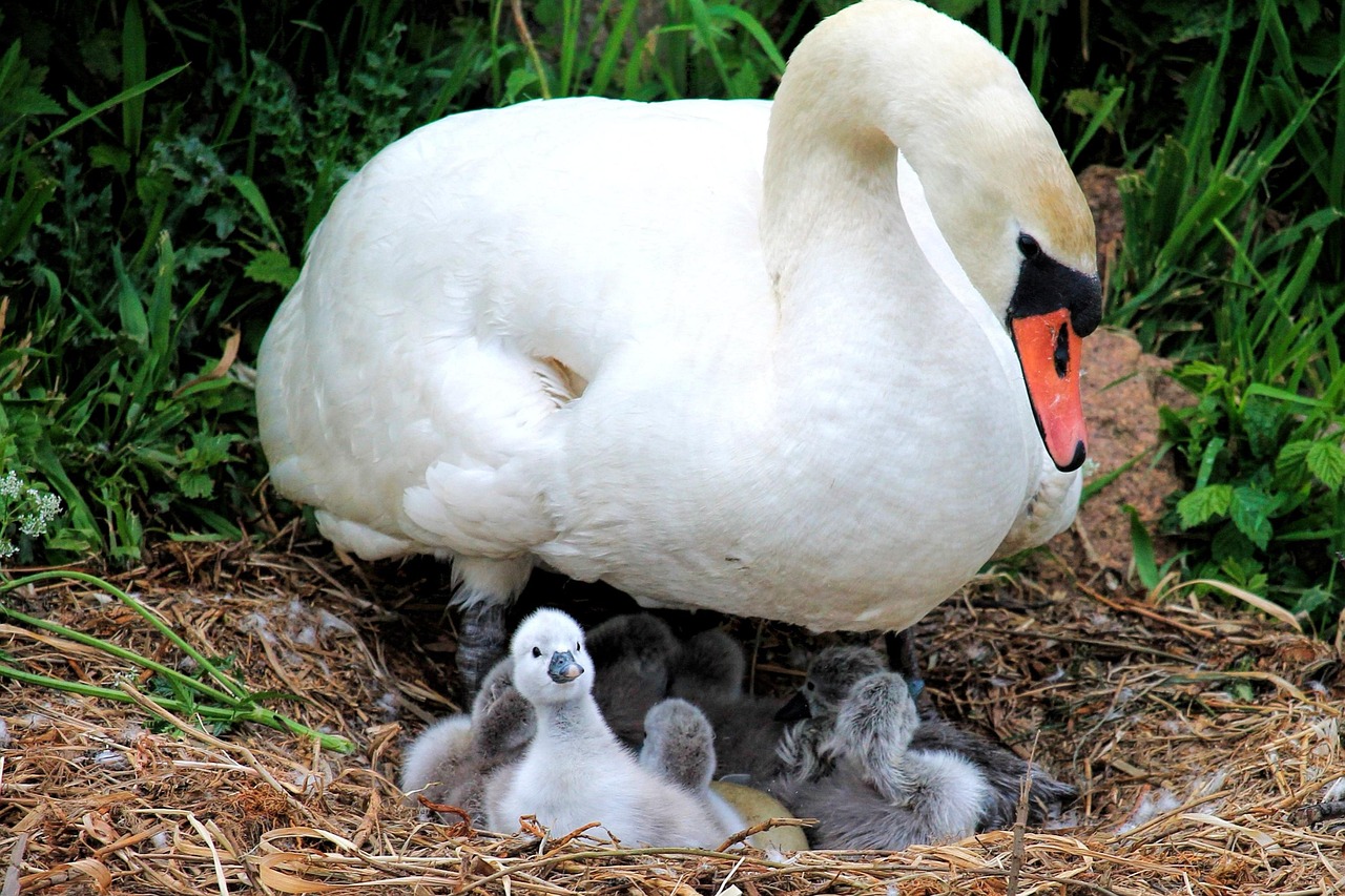丑小鴨動(dòng)漫，從丑小鴨到天鵝的蛻變之旅