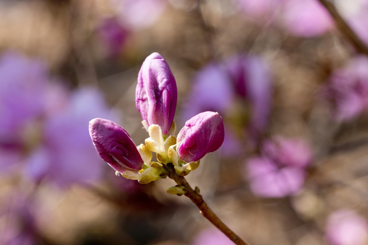 映山紅演員演繹經(jīng)典傳承情感