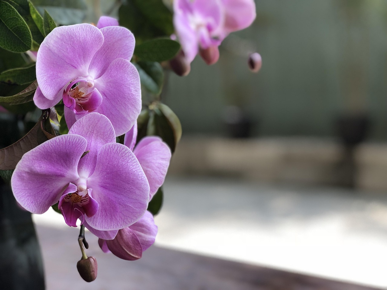 明星花瓣，榮光背后的故事與綻放之路