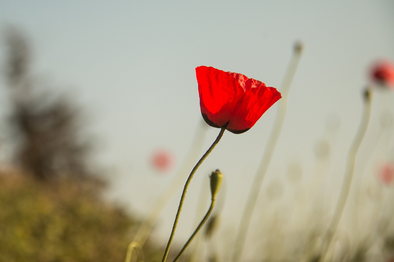甘肅肺炎最新動(dòng)態(tài)，挑戰(zhàn)與應(yīng)對策略