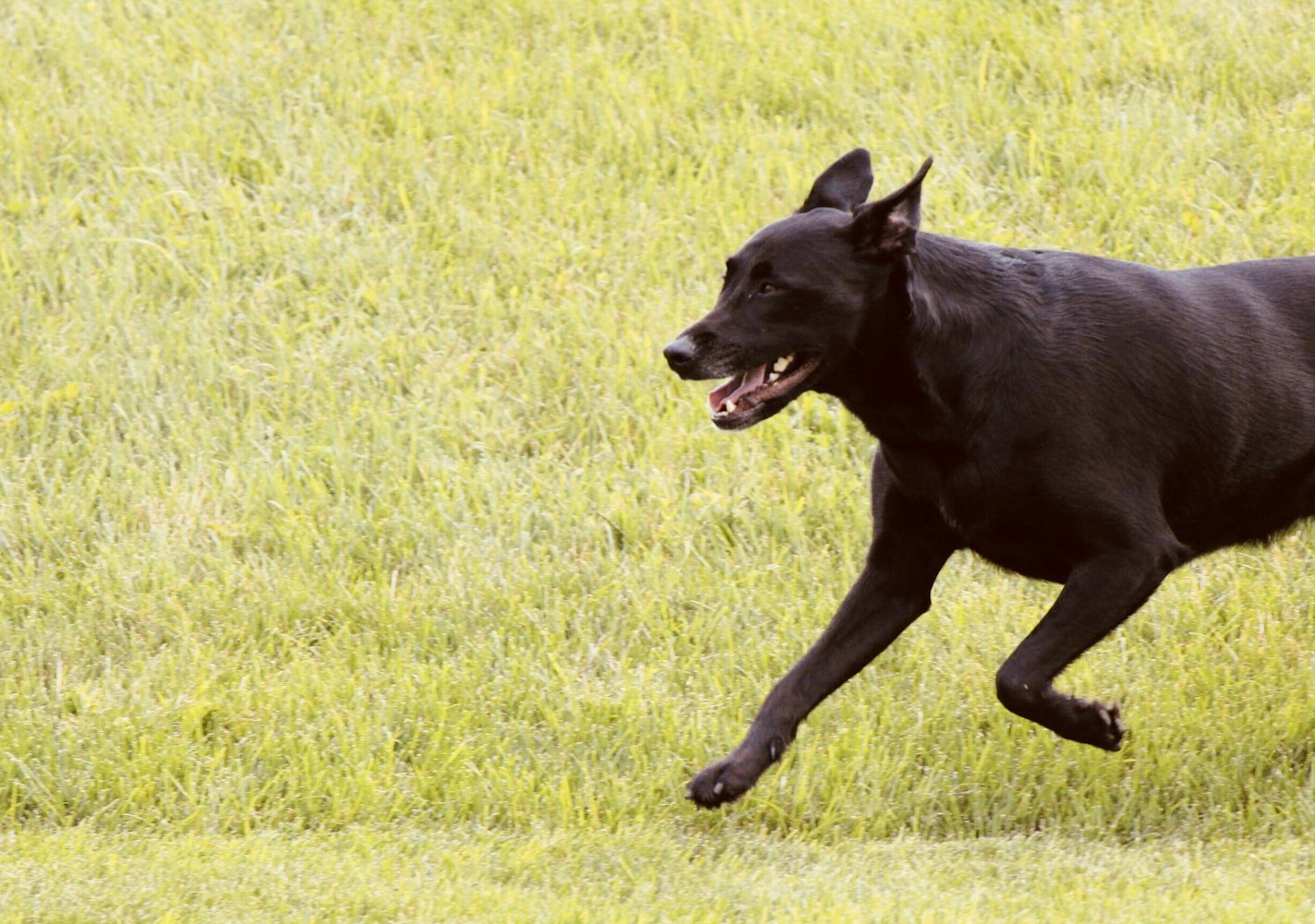 動(dòng)物跑步大賽，速度與力量的精彩對(duì)決