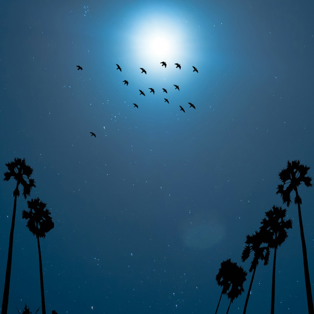 探尋星輝之路的夢幻之旅，明星y夢