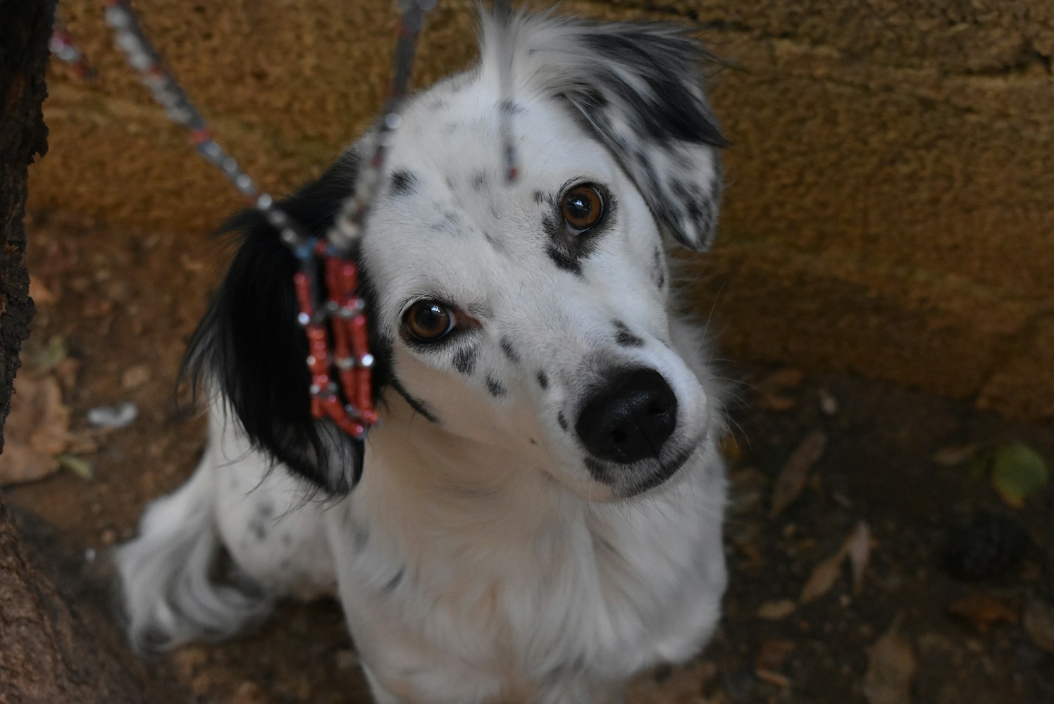 吳尊最新動(dòng)態(tài)揭秘,揭開(kāi)明星生活的神秘面紗之旅