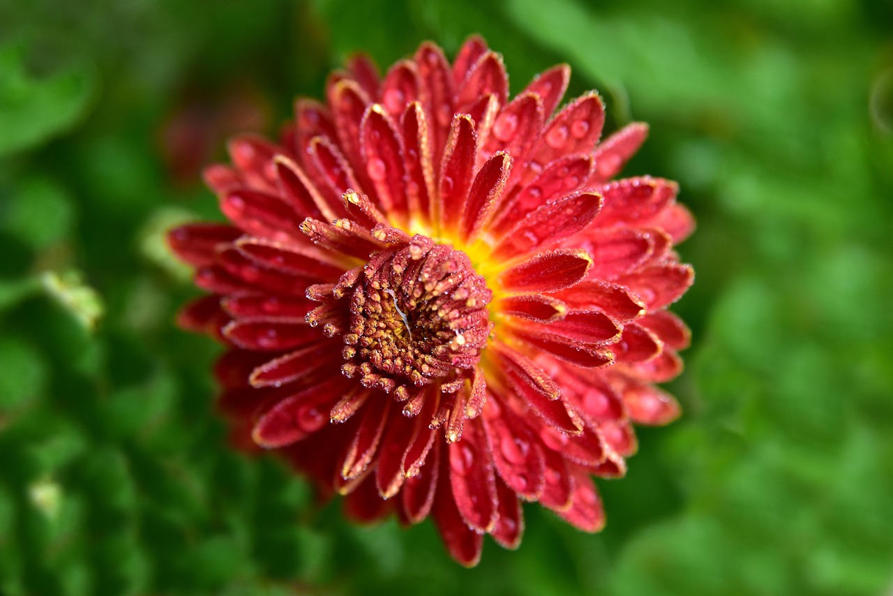 青島水青花都最新動(dòng)態(tài),活力綻放與未來展望