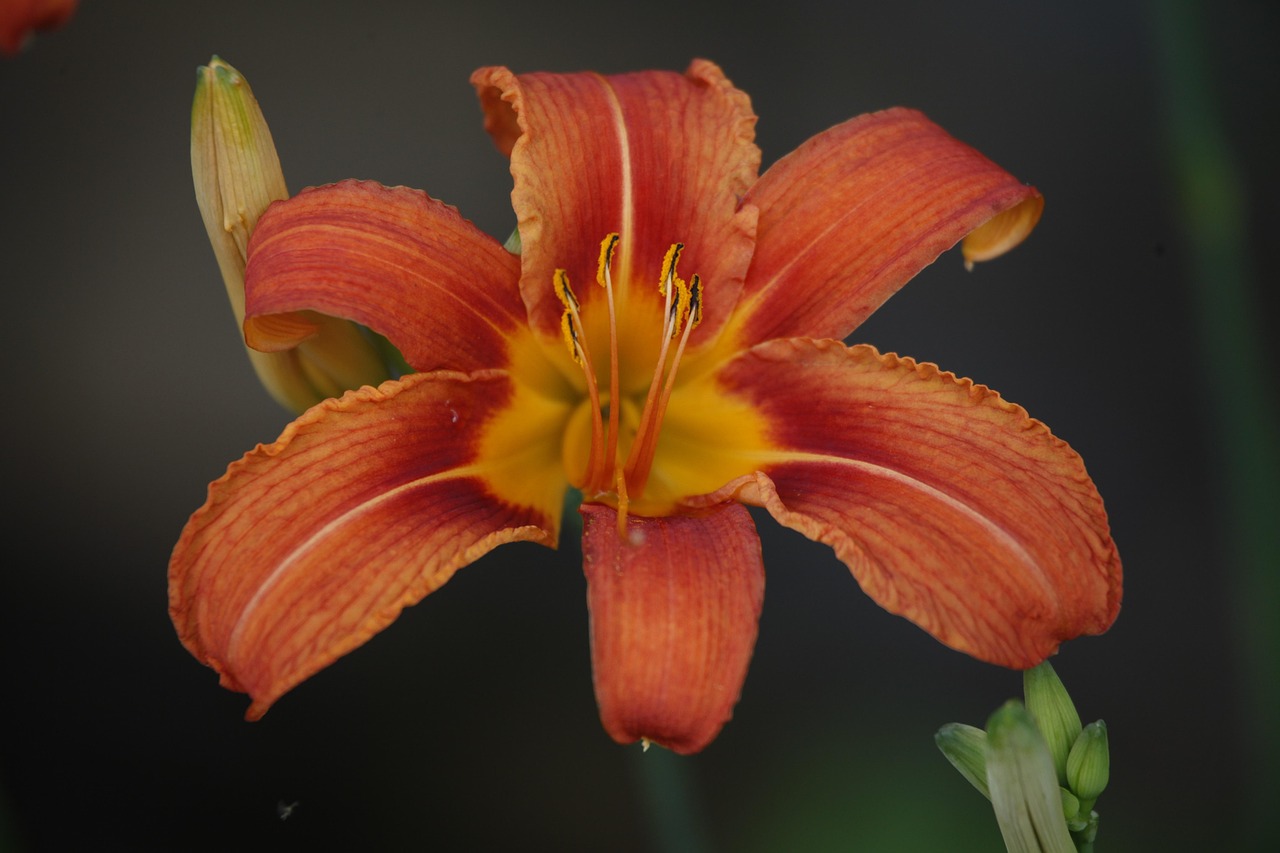 青島水青花都最新動(dòng)態(tài),活力綻放與未來(lái)展望