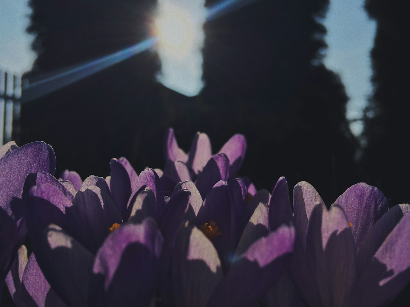 光影魅力與情感交織盡在陽(yáng)光電影天堂