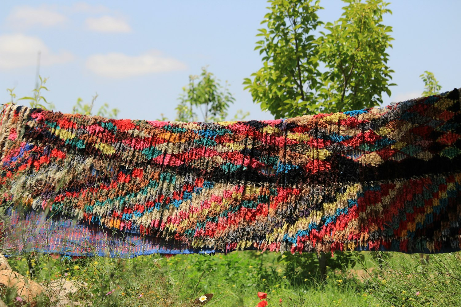 城市綠化與文化共融,城花綻放新篇章的美麗畫卷