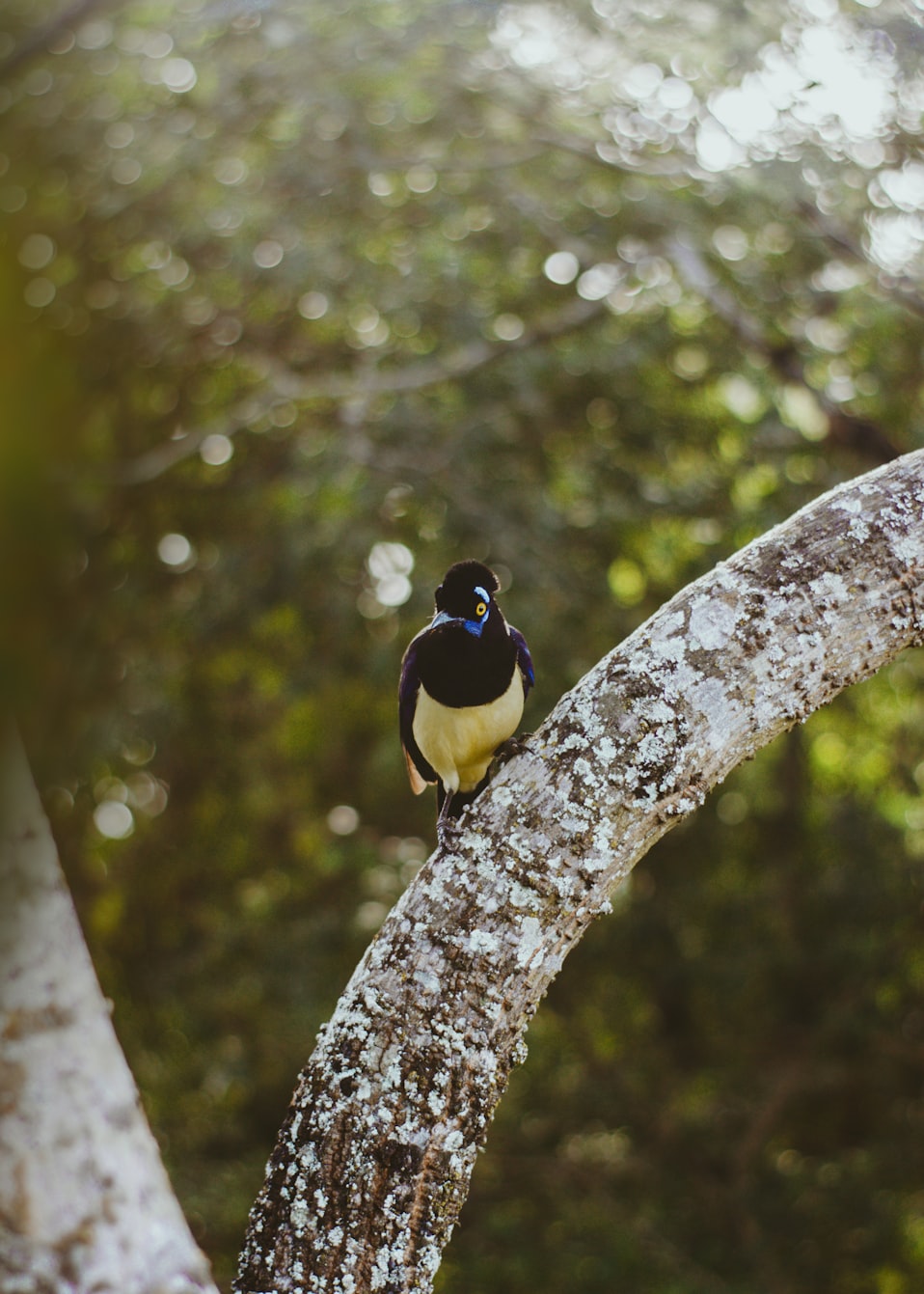 觀賞鴿品種大全及價格解析,探索獨特的鳥類世界