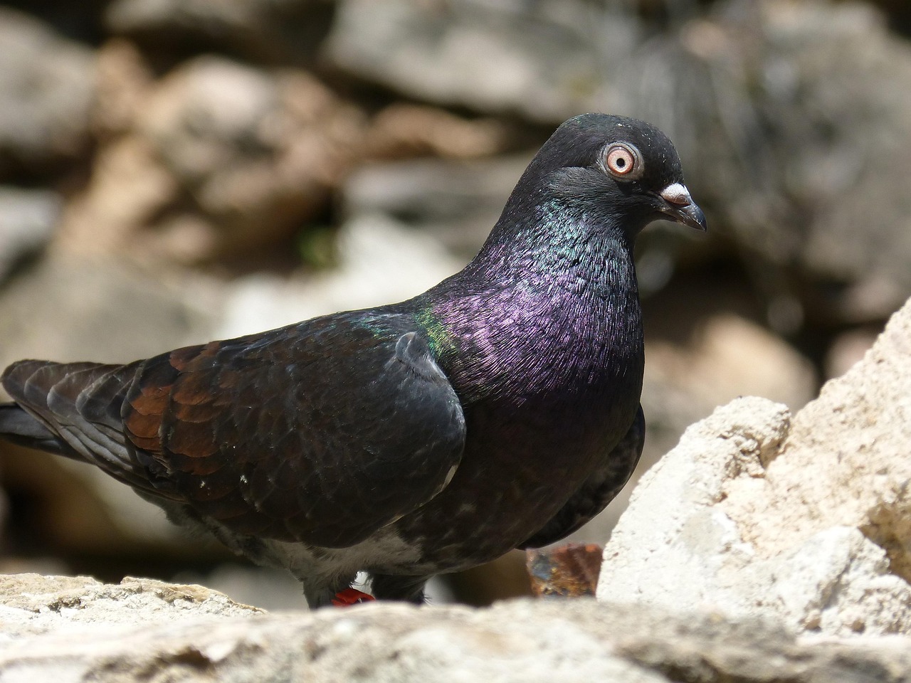 比賽鴿子腳環(huán)成績查詢,便捷途徑掌握賽鴿信息