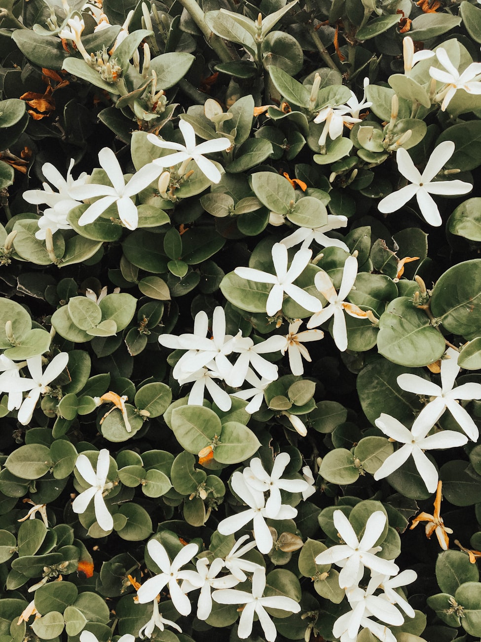 山西柳林縣域經(jīng)濟(jì)繁榮與社會(huì)進(jìn)步最新動(dòng)態(tài)