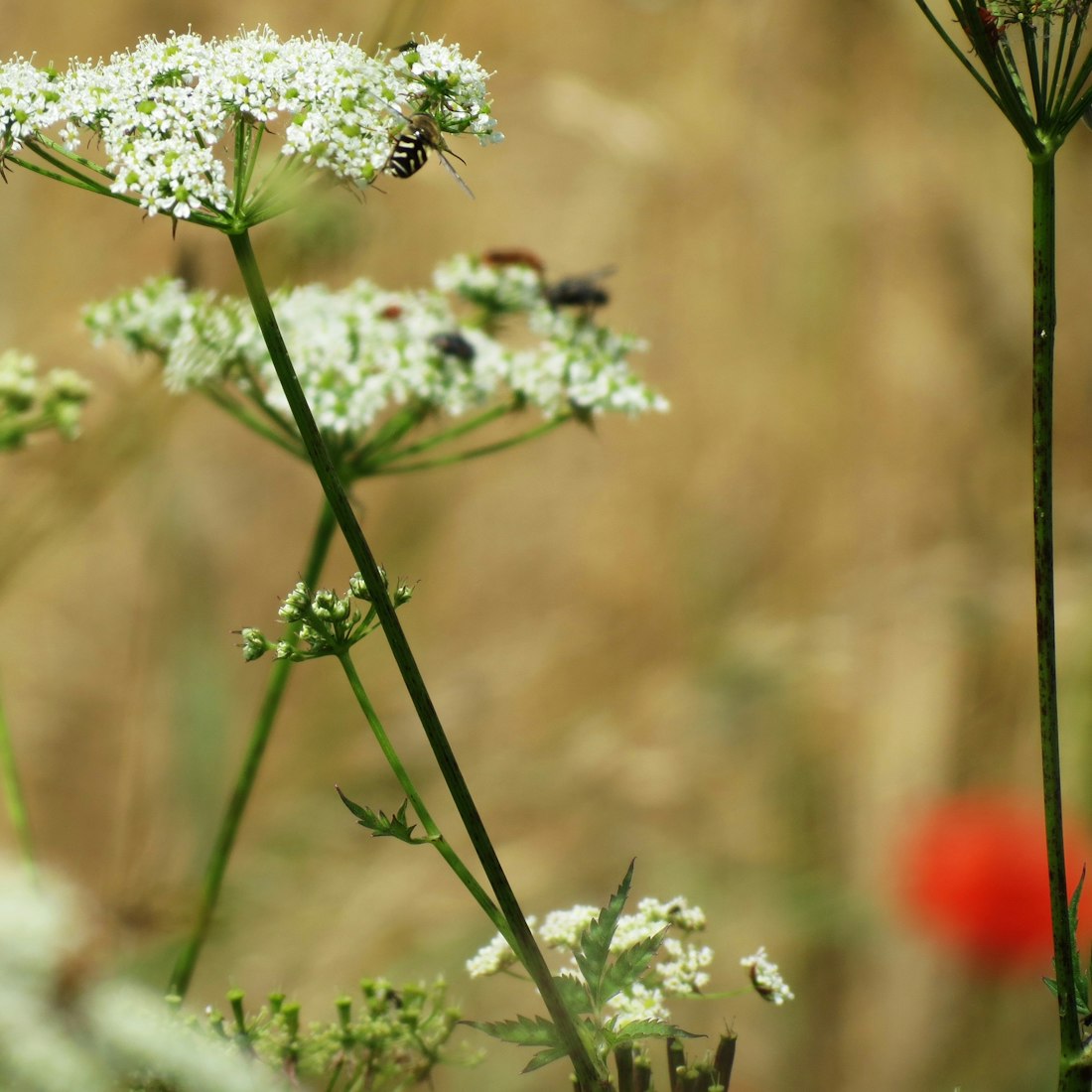 周口小麥價(jià)格實(shí)時(shí)動(dòng)態(tài)解析,市場(chǎng)走勢(shì)與影響因素深度剖析