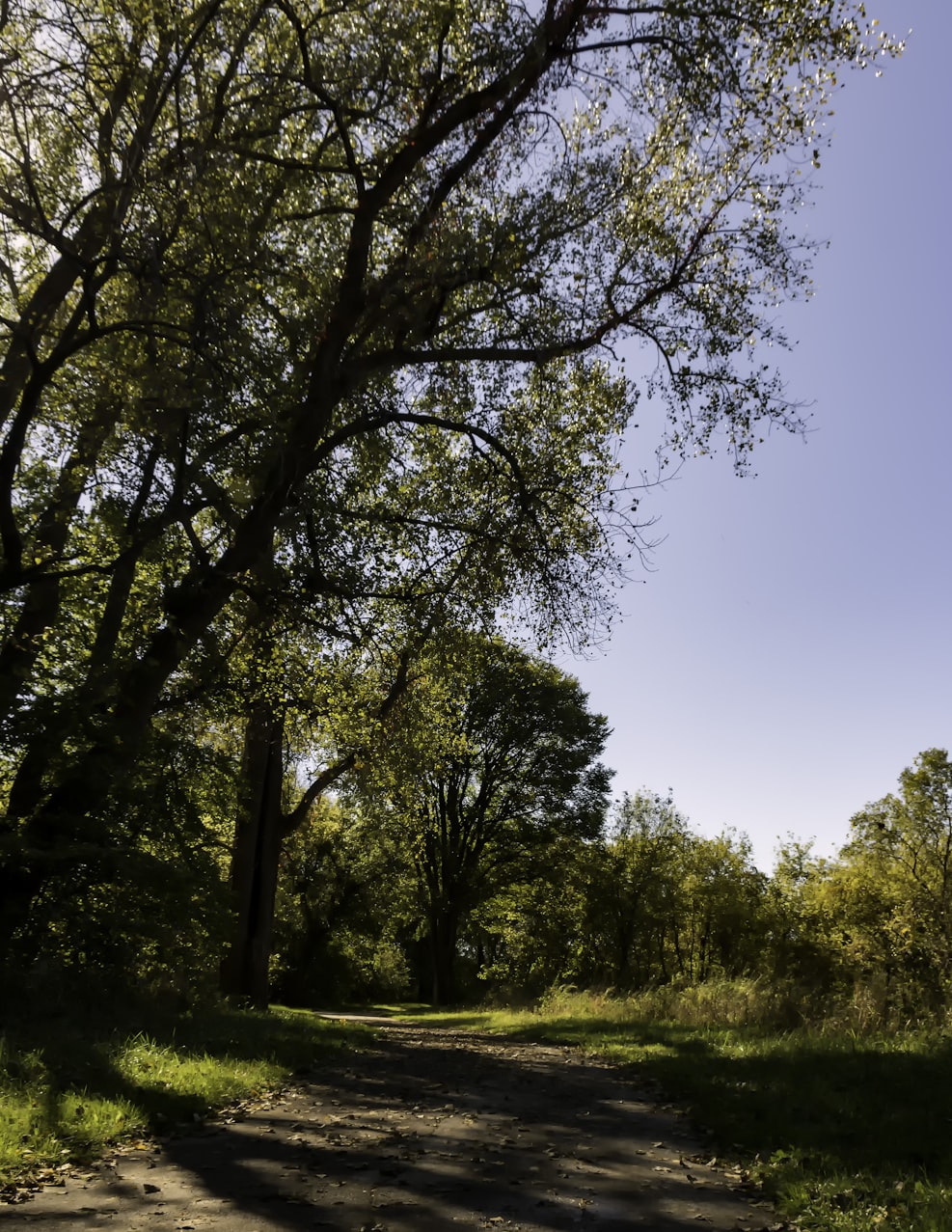 綠化上市公司,引領綠色發(fā)展的先鋒力量