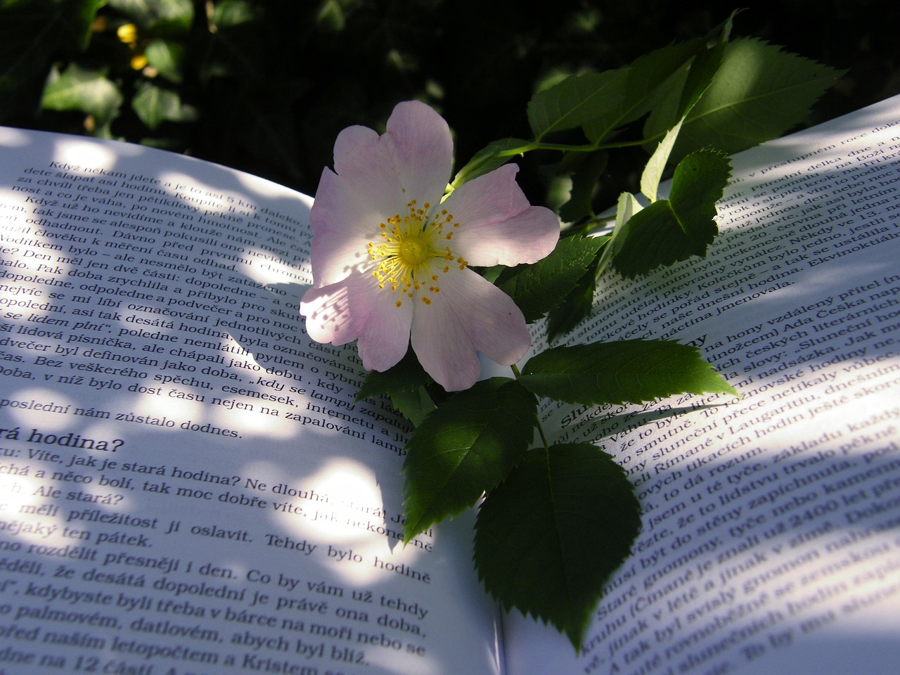 同窗生,青春歲月與成長之路的深刻探索電影