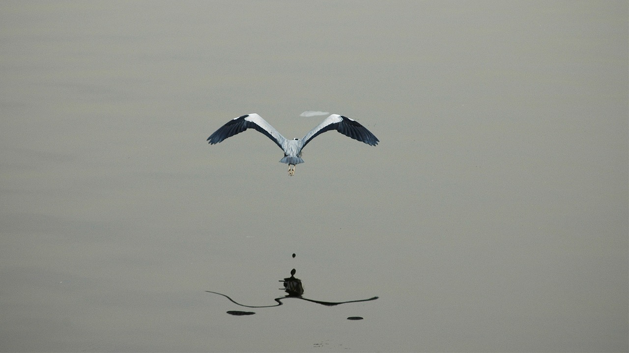 異形數(shù)據(jù)更新,挑戰(zhàn)、解決方案及最新動態(tài)