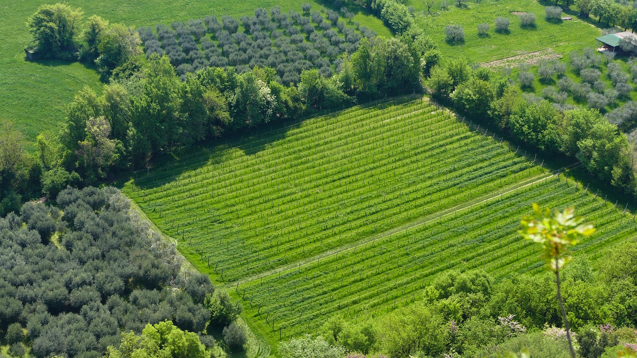 大華農(nóng)上市，開(kāi)啟農(nóng)業(yè)產(chǎn)業(yè)新篇章