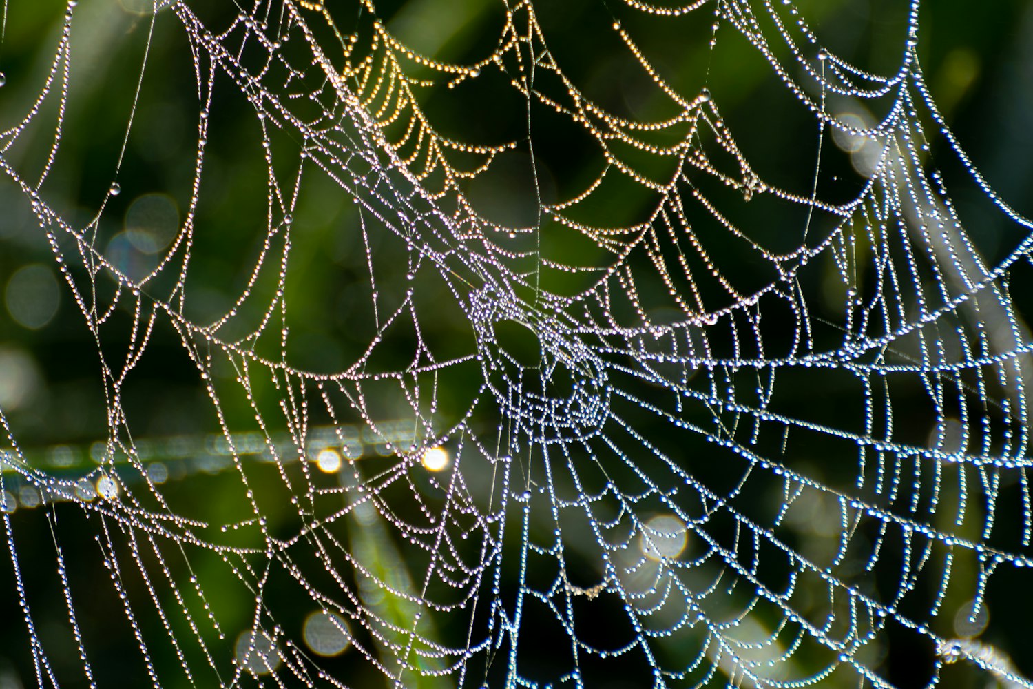 新菊花體，傳統(tǒng)與現(xiàn)代的交融之美探索
