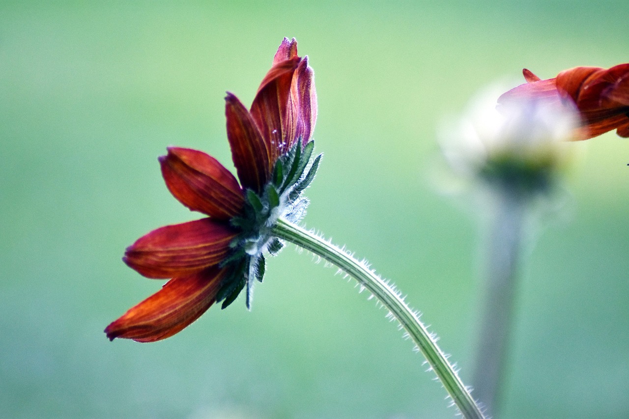 華為孟晚舟最新動態(tài)，逆境中的堅韌，希望之花正在綻放
