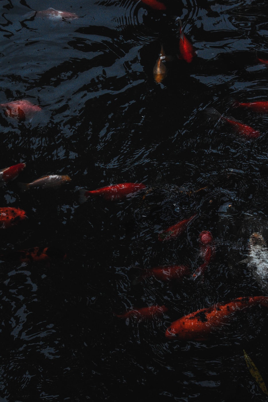 最新版蝙蝠俠，深度探索與期待揭秘之旅