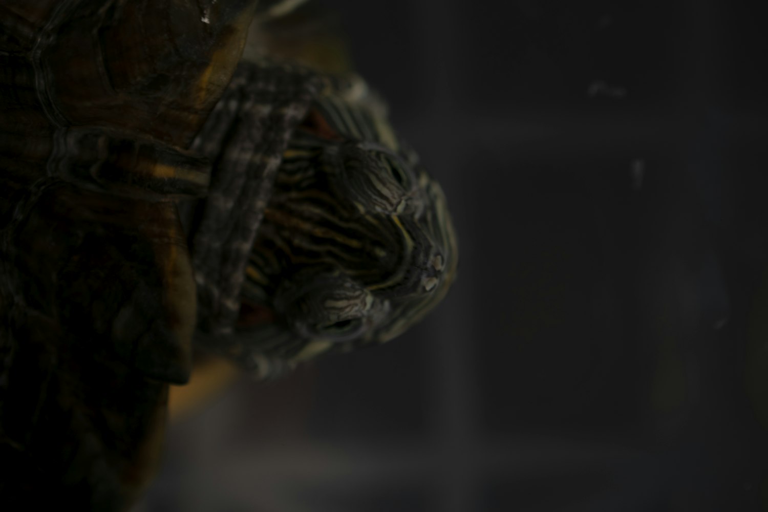 陳孝平院士最新動態(tài)，引領(lǐng)醫(yī)學(xué)創(chuàng)新，共鑄健康中國夢